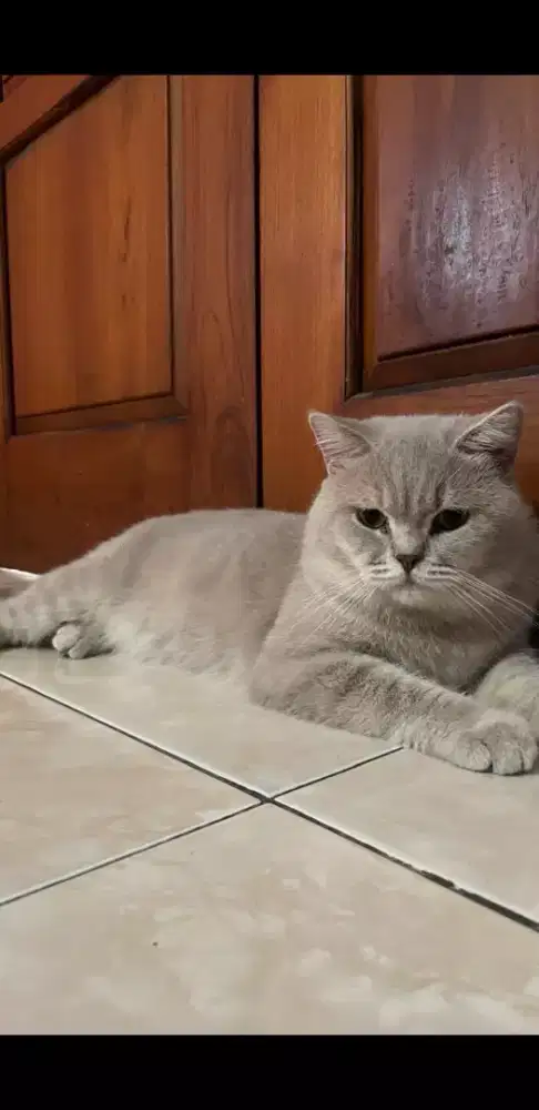 Lepas adopt kucing BSH np, borongan 9 ekor , bukan persia  / anggora