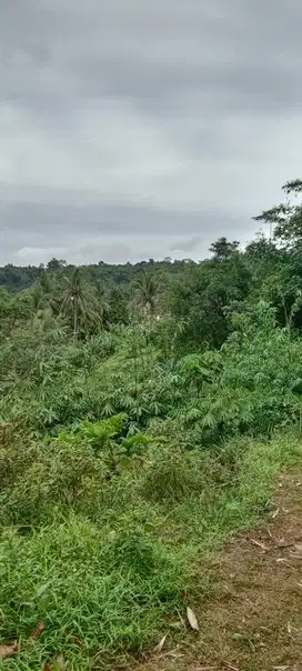 Investasi Dijual Tanah Bagus di Desa Kuripan Ciseeng 250 ribu per m2