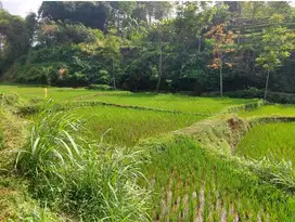 Tanah sawah 102 tumbak, air jernih subur sejuk