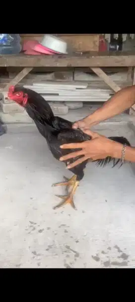 Ayam Bangkok 3 D