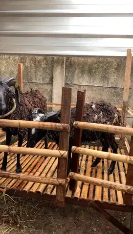 Paket 2 Domba / Kambing Potong – Cocok Aqiqah & Hajatan