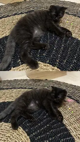 PROMO 9.9 KUCING KITTEN PERSIA MUNCHKIN MINUET NON STANDAR