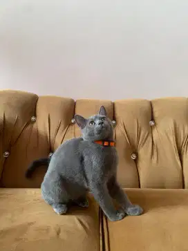 Kucing BSH British Short Hair Blue Solid Full Vaksin 6 Bulan
