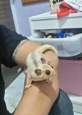 Sugar Glider Platmoz Platinum Mozaik Jantan