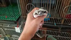 Sugar glider jantan masih joey