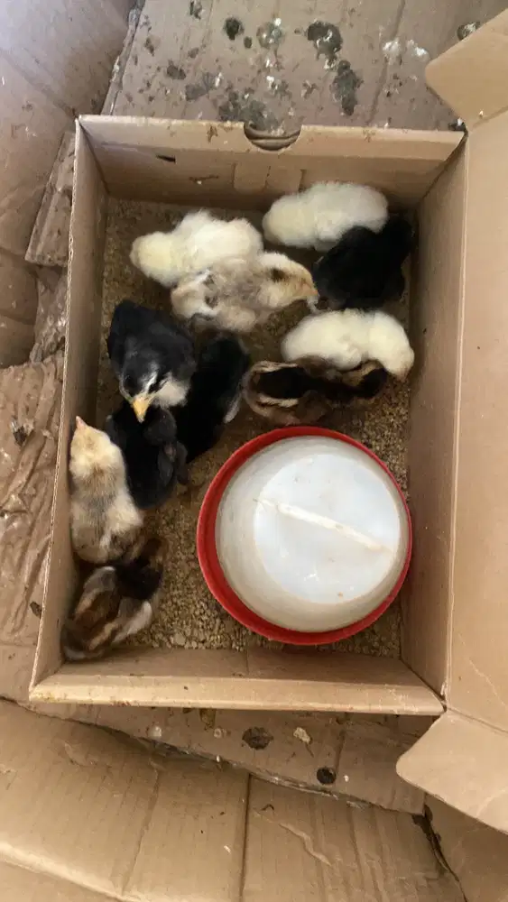 Anak ayam pakhoy