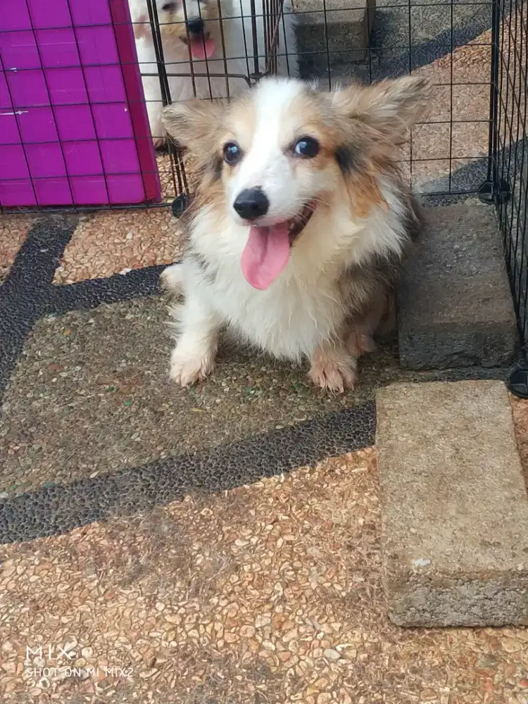 Indukan Corgi Fluffy Long Hair