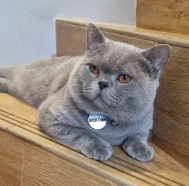 JASA PACAK KUCING BRITISH SHORTHAIR BSH