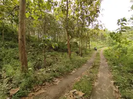 Tanah kebun jati luas 2000m² shm harga 75 juta