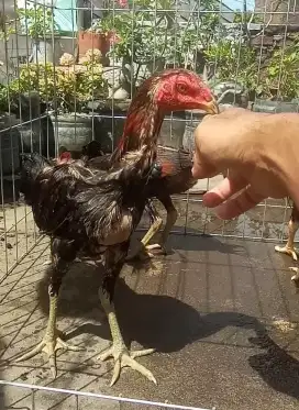 Ayam muda bk mangon  4 Ekor