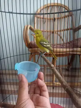 Burug Cipoh/sirtu