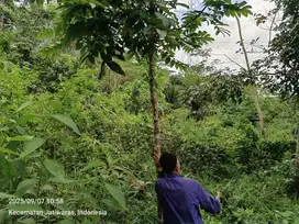 Tanah kebun Luas 3878m2 jual BU cepat