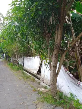 Tanah Nogotirto Dekat JCM Untuk Rumah Premium