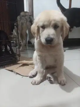 Golden puppies super jumbo