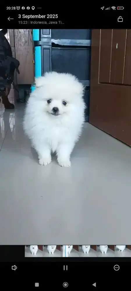 Minipom pomeranian puppies jantan