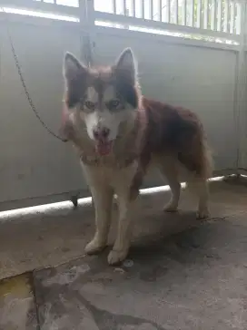 Pejantan Red alaskan malamute