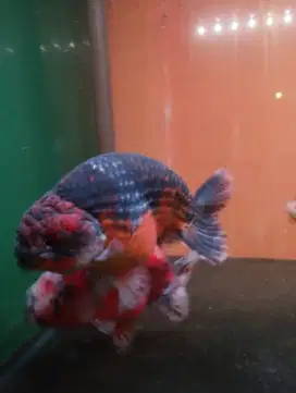 Ikan koki ranchu