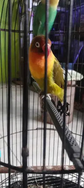 Lovebird betina olive mapan