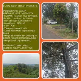 Kebun durian produktif luas 8406m2 hasil 4200pc,35 menit ke Tol Bocimi