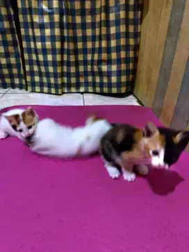 Kittens 2 bln anggora vs kampung