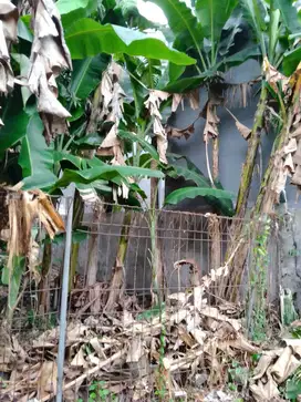Tanah di jual murah