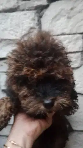 Poodle Puppy Jantan