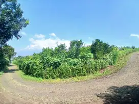 Kebun Jeruk Produktif di Bumiaji Batu Cocok Untuk Investasi