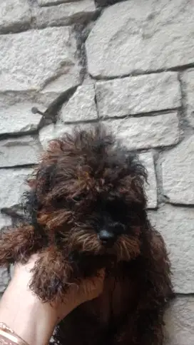 Poodle Betina puppy