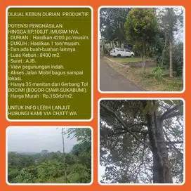Kebun 8403m2 hasil 4200pc durian+1 ton dukuh ,35 mnt ke Tol Bocimi.
