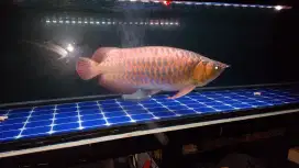AROWANA SR SUMO 55 CM