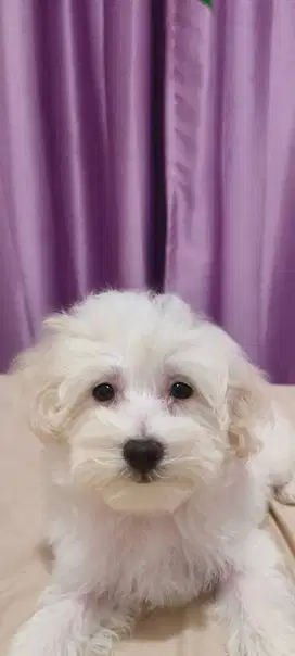 Dijual Maltipoo white solid gemoy