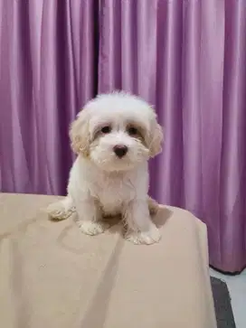 Dijual Maltipoo white solid gemoy cantik