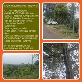 Kebun durian 8403m2 hasilkan 4200 buah/musim  35 menit dari TOL BOCIM