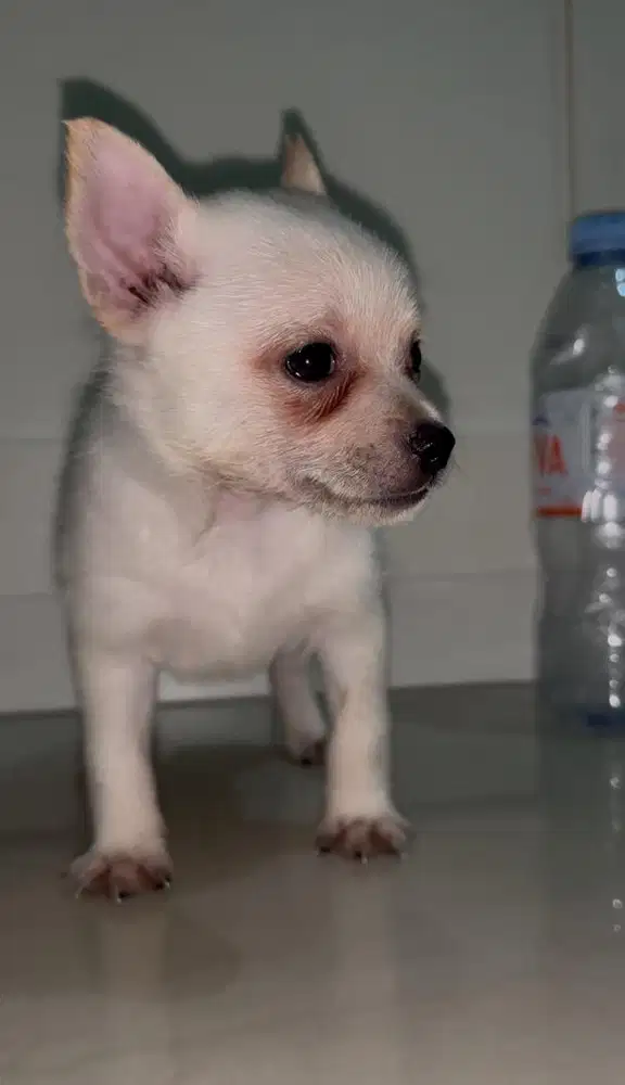 Anjing Doggy Chihuahua Jantan