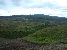 Saribu Dolok Lahan 50 ha