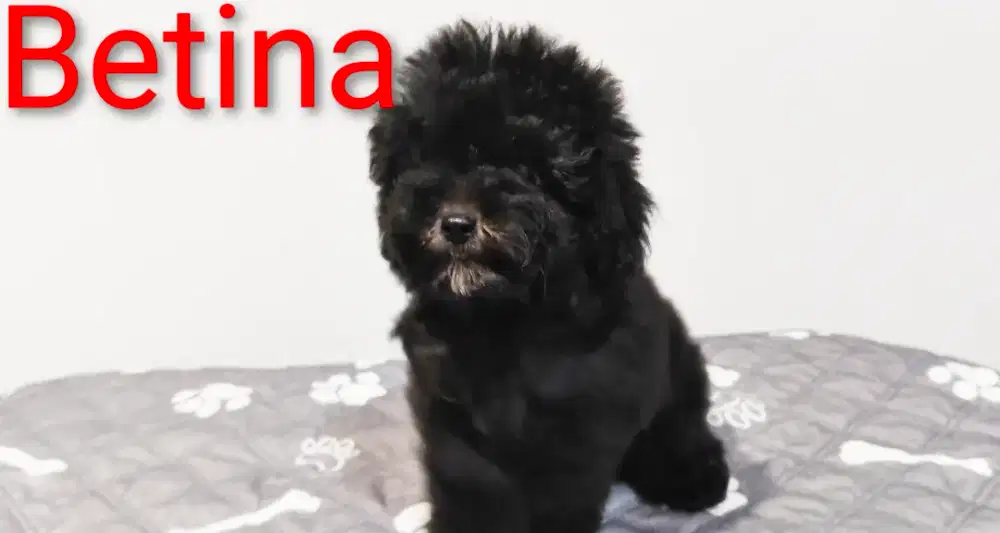 Flash sale poodle grey