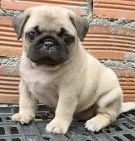 DIJUAL ANAK ANJING PUG