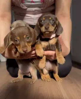 DIJUAL ANAK ANJING TEKEL/ DACHSHUND