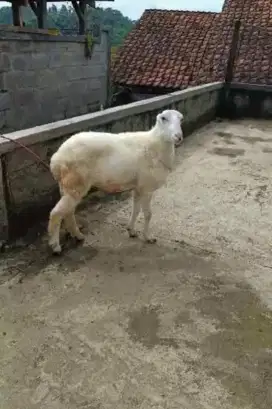 Jual kambing Aqiqah/peliharaan/Bibit/Domba garut