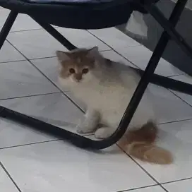Kucing Persia 4 bulan