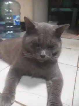 Kucing Bsh blue jantan 12 bln