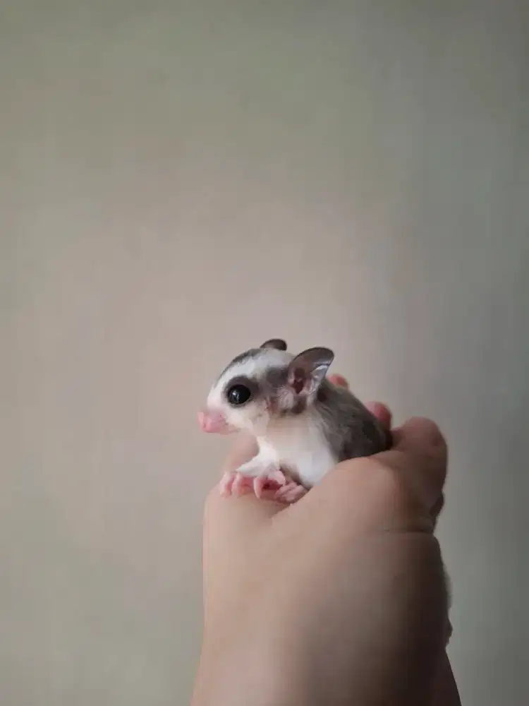 Sugar Glider Mozaic Jantan
