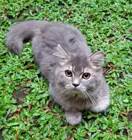 Anak kucing mixed BSH X PERSIA