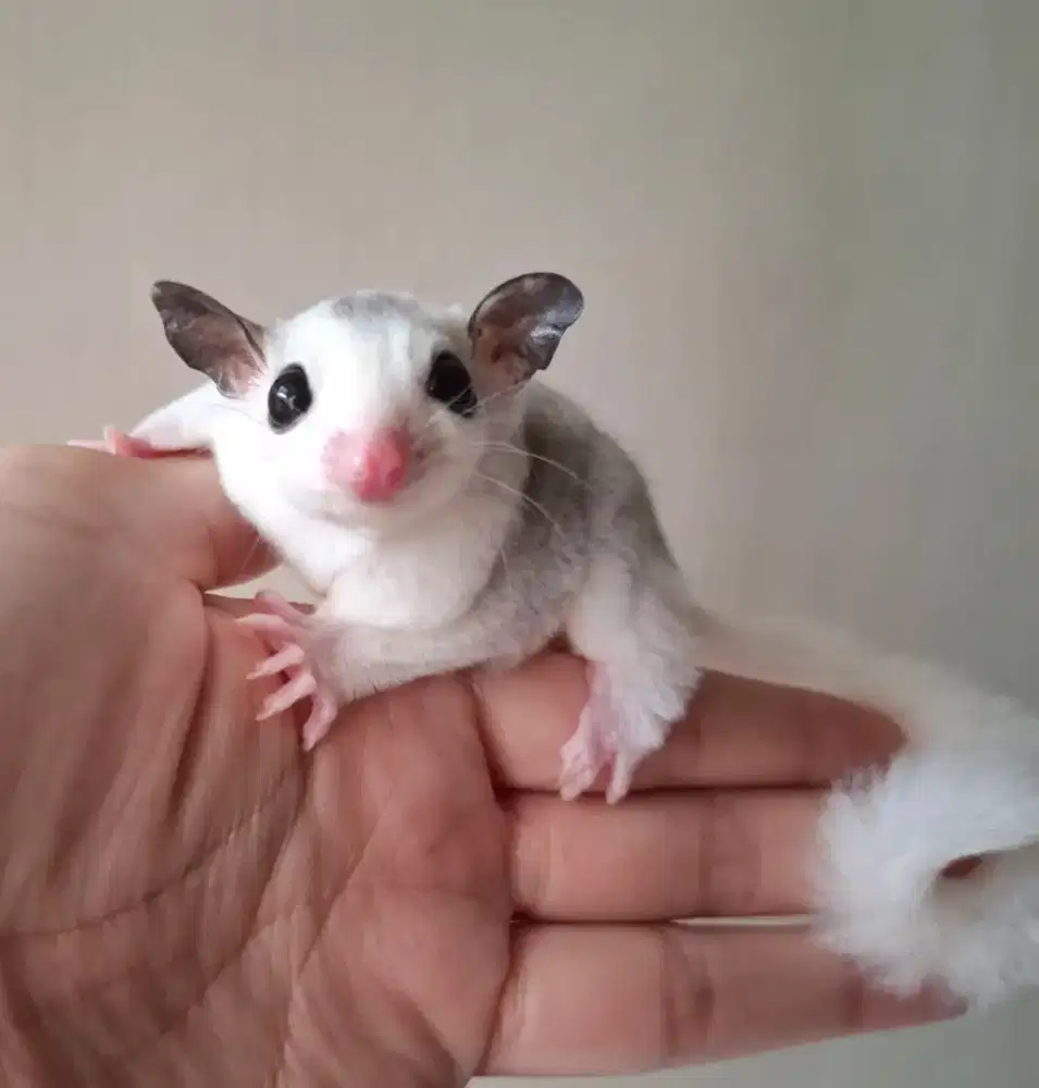 Sugar Glider Mozaic Betina