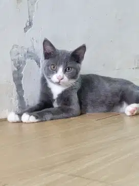 BSH 3 bulan JANTAN