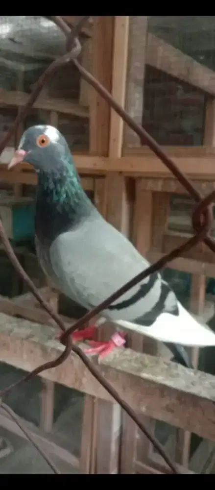 Merpati Betina Super