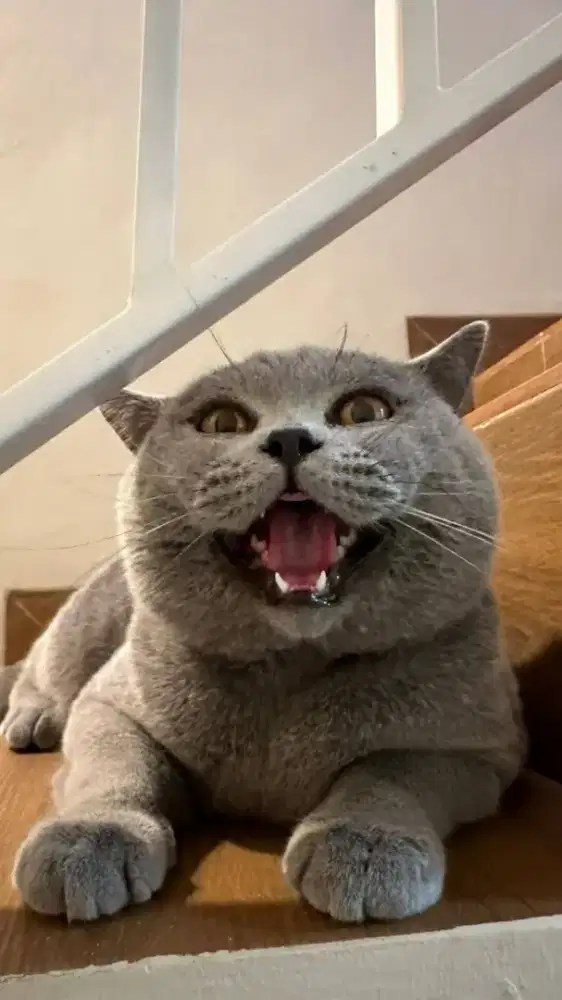 Di jual kucing bagus gemoy BSH