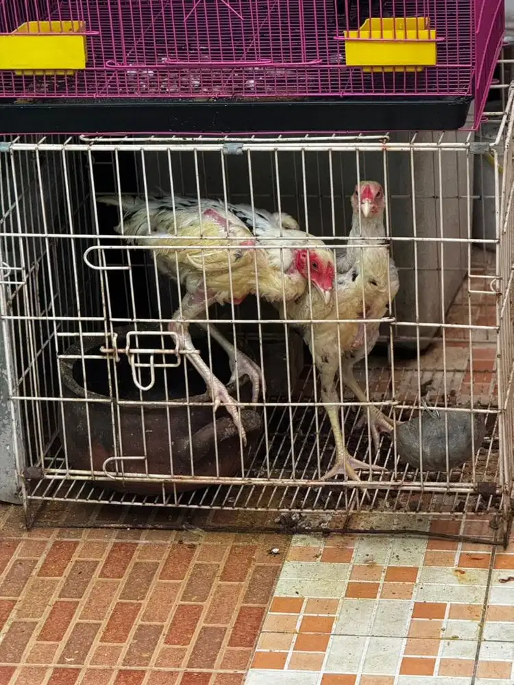 Ayam Birma muda