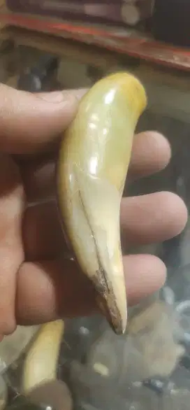 Liontin TarHar B1G S1Z3 M4T1 Ngur4k Authentic Natural