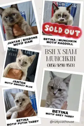 Jual kucing BSH , siam